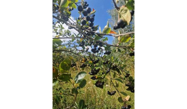 Aronia - prosto z ogrodu