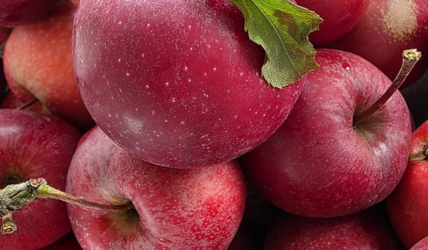 Apple Delight